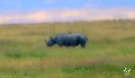Eastern Black Rhino