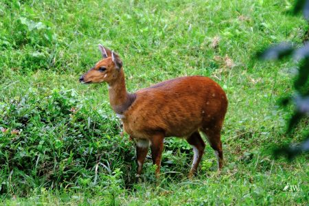 Bushbuck