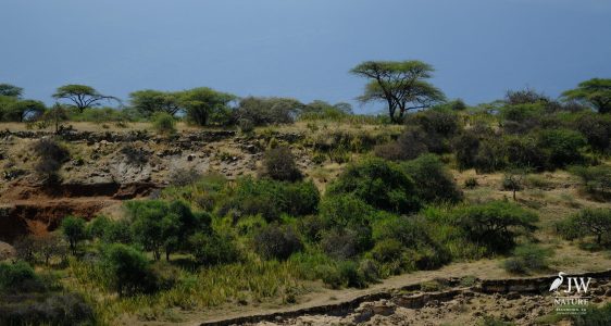 Olduvai (Oldupai) Gorge