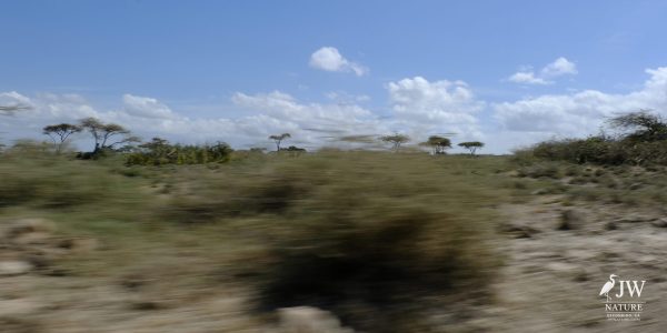 Tanzania Day 5 - 27 May 2026 - Lake Manyara National Park
