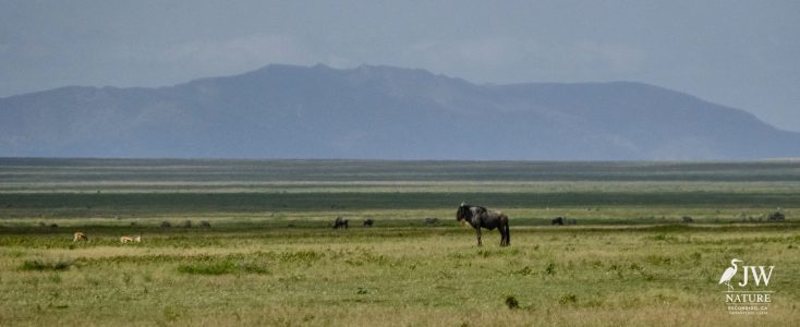 White-bearded Wildebeest