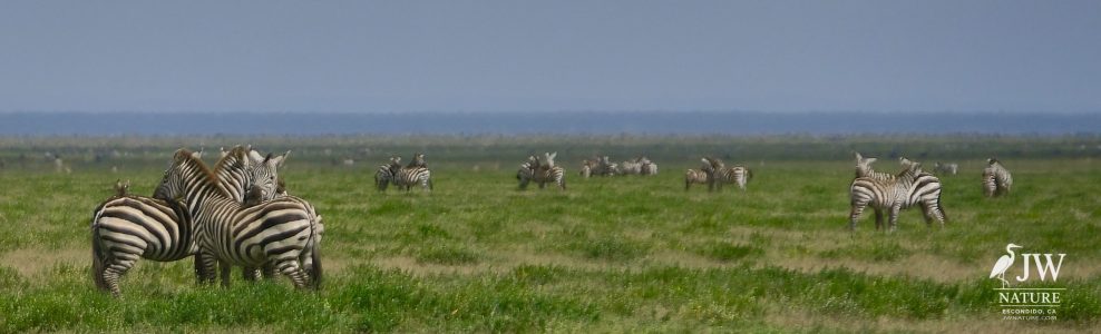 Tanzania Day 5 - 27 May 2026 - Lake Manyara National Park