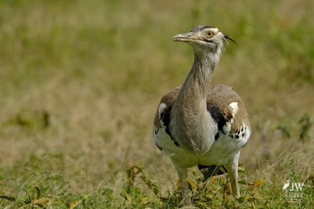 Secretary Bird