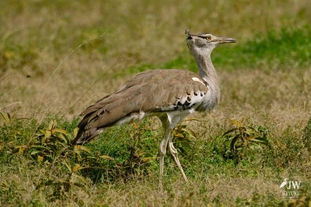 Secretary Bird