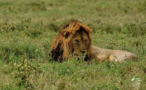 Lion