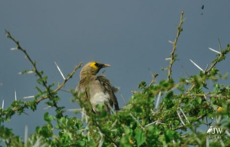Wattled Starling