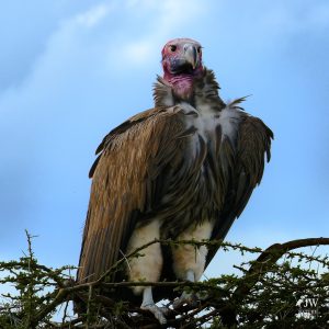 Lappet-faced Vulture