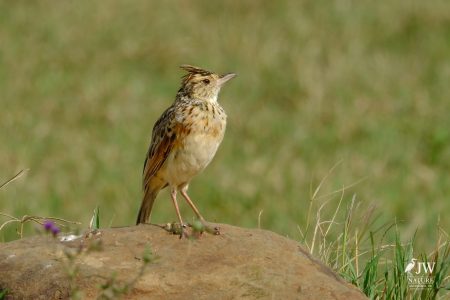 Rufous-naped Lark