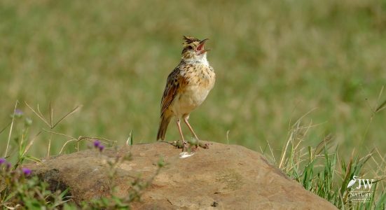 Rufous-naped Lark