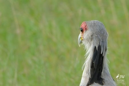 Secretary Bird