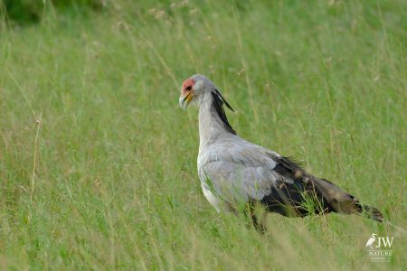 Secretary Bird