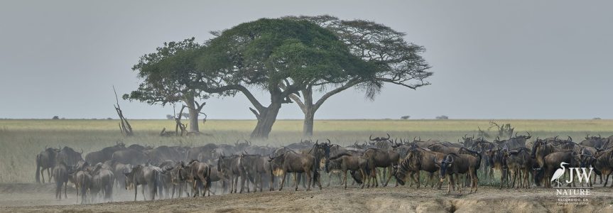 Tanzania Day 5 - 27 May 2026 - Lake Manyara National Park