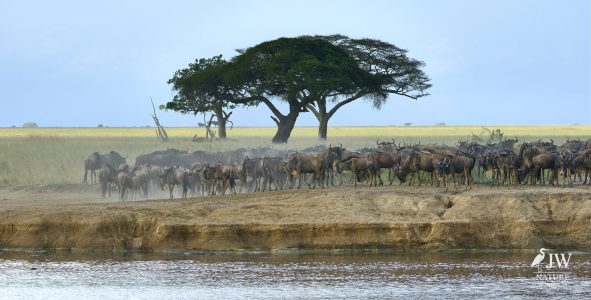 White-bearded Wildebeest