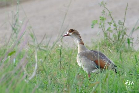 Egyptian Goose