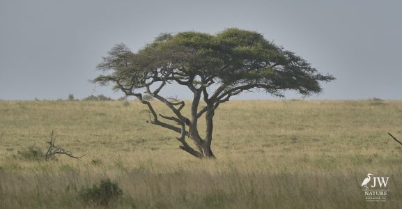 Tanzania Day 5 - 27 May 2026 - Lake Manyara National Park