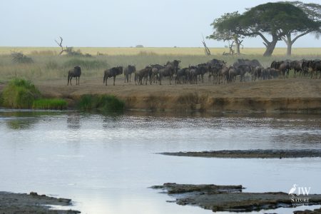 Tanzania Day 5 - 27 May 2026 - Lake Manyara National Park