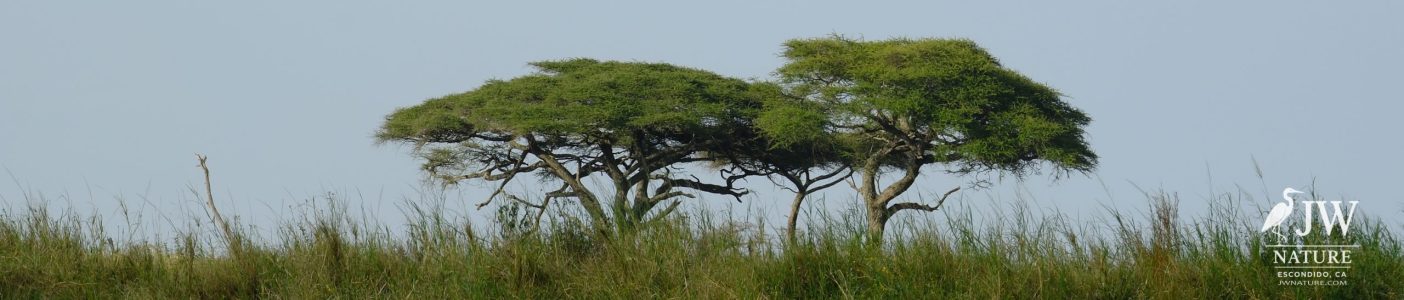 Tanzania Day 5 - 27 May 2026 - Lake Manyara National Park