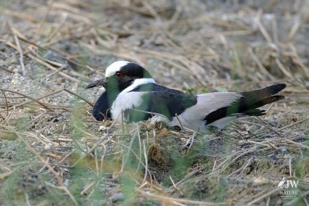 Blacksmith Lapwing