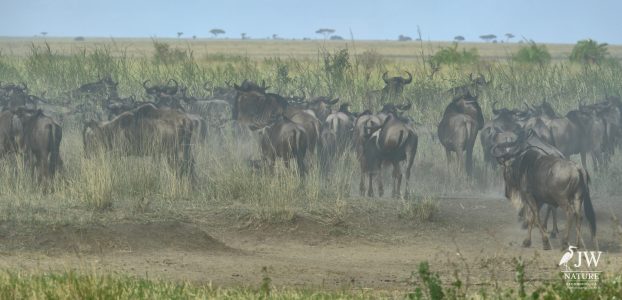 Tanzania Day 5 - 27 May 2026 - Lake Manyara National Park