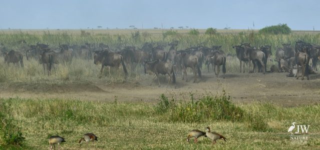 Tanzania Day 5 - 27 May 2026 - Lake Manyara National Park