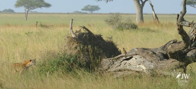 Hyena, Mongoose