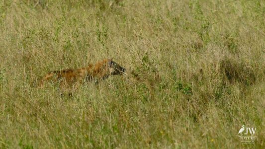Tanzania Day 5 - 27 May 2026 - Lake Manyara National Park