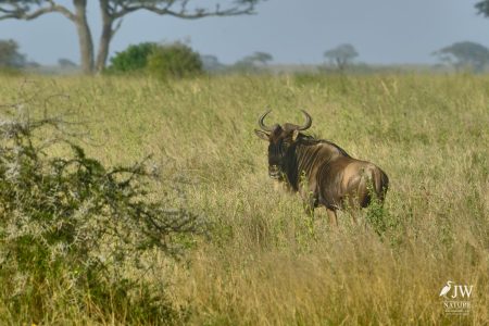 White-bearded Wildebeest