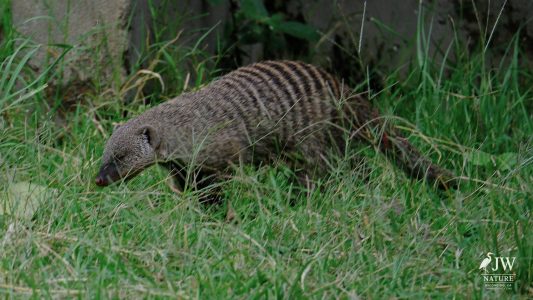 Banded Mongoose