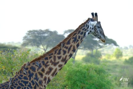 Giraffe