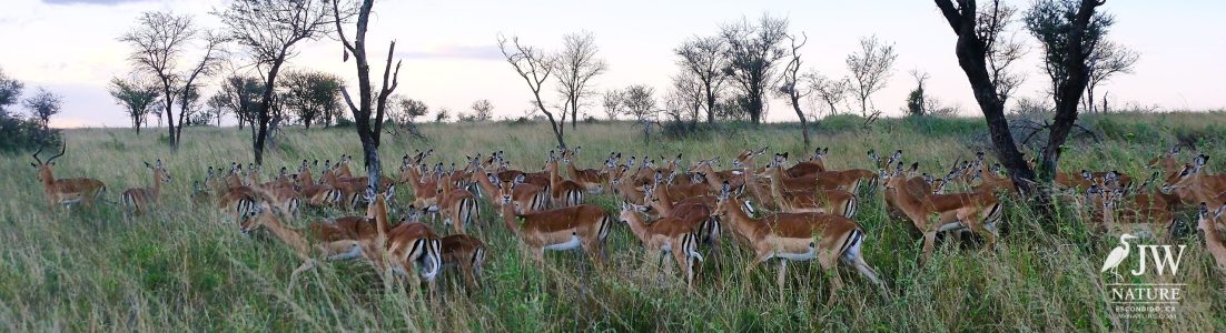 Impala