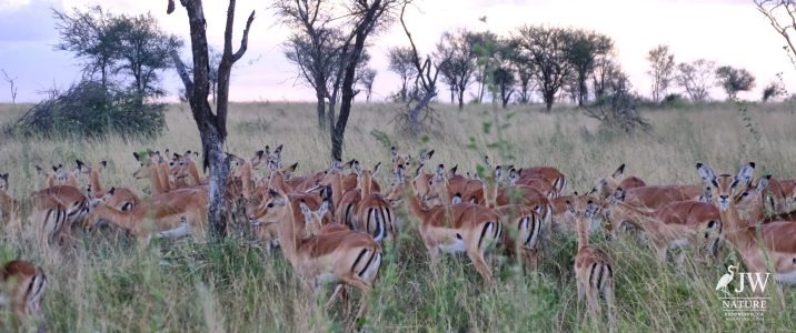 Impala