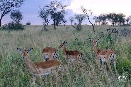 Impala