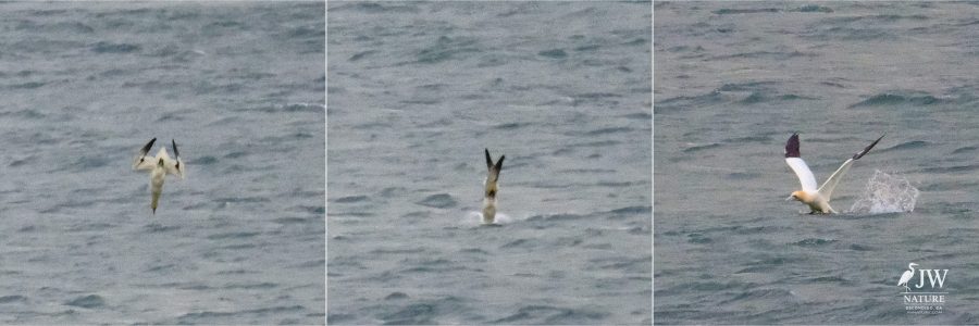 Northern Gannet Dive Sequence