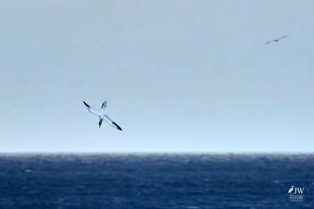 Northern Gannet Dive Start