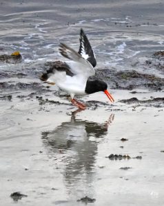 Newcastle, Eurasian oystercatcher