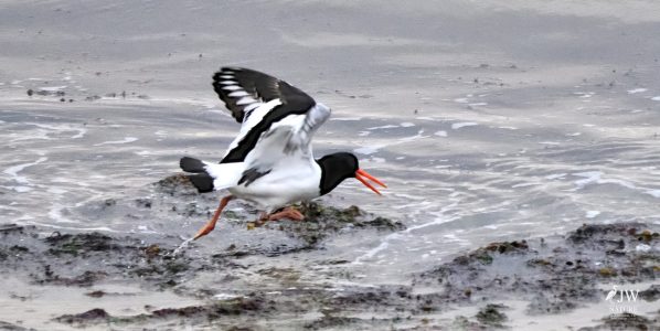Newcastle, Eurasian oystercatcher