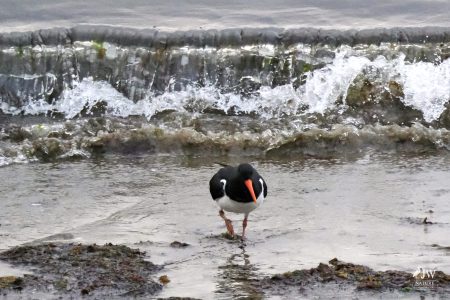 Newcastle, Eurasian oystercatcher