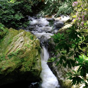 Tollymore Forest Park, Shimna River