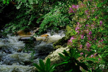 Tollymore Forest Park, Shimna River