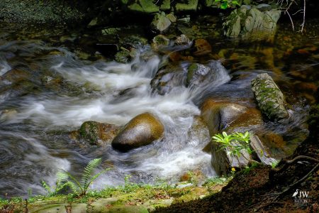 Tollymore Forest Park, Shimna River