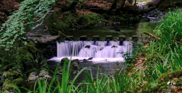 Stepping Stones - Tollymore Forest Park, Tollymore Forest Park, Shimna River