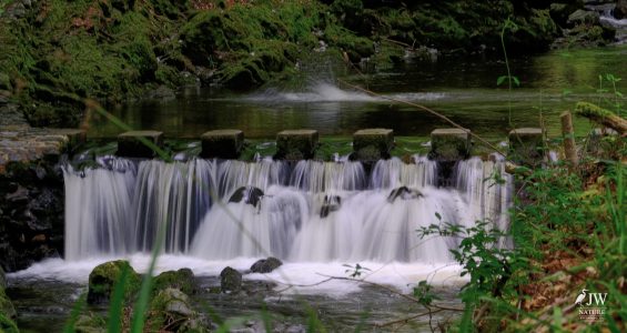 Stepping Stones - Tollymore Forest Park, Tollymore Forest Park, Shimna River