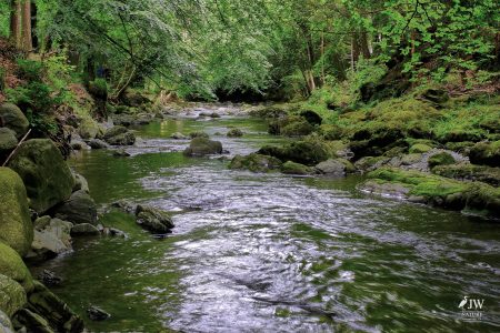 Tollymore Forest Park, Shimna River