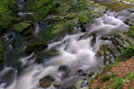 Tollymore Forest Park, Shimna River
