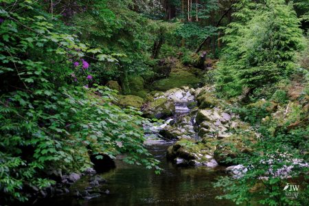 Tollymore Forest Park, Shimna River